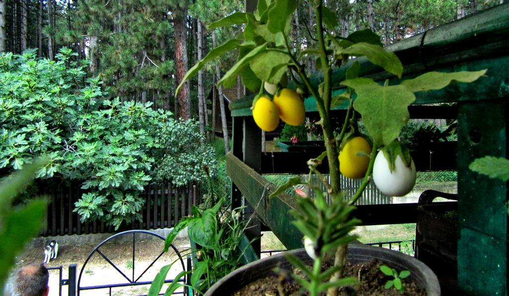 Guest House Keserovic Vinci Esterno foto